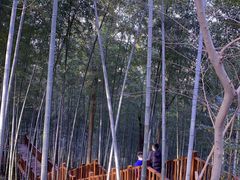 -上海佘山国家森林公园西佘山园