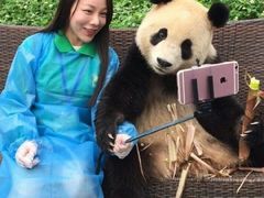 -都江堰中华大熊猫苑