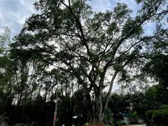 -云南勐巴娜西珍奇园