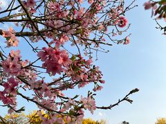 -天适樱花悠乐园