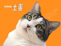 -COLOR PETS 撸猫馆·购猫·猫咖(长风大悦城店)