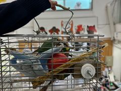 -爱侣宠医·鹦鹉专科·小型哺乳类·异宠专科(灵石路店)