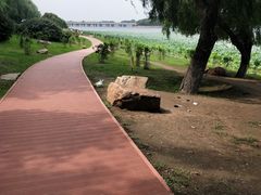 -丁香湖公园
