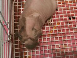 -Moni星球萌宠·小马宝莉·灵蛇·高端高阶全萌宠互动体验俱乐部(红豆国际广场店)