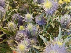 -静岸花卉园艺(三星坊店)