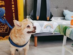 -瑞派·爱瑞可动物医院·口腔专科(广华新城分院)