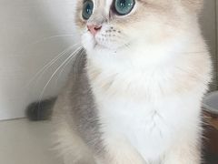 -东方名猫馆·英短金渐层布偶猫舍(环线广场1号楼店)