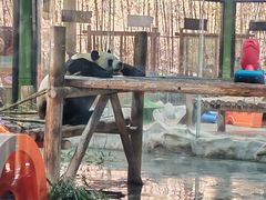 -栾川竹海野生动物园