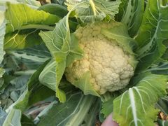 -庞各庄翠芳园西瓜蔬菜基地采摘园