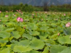 -野鸭湖国家湿地公园