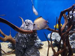 -烟台海昌鲸鲨海洋公园