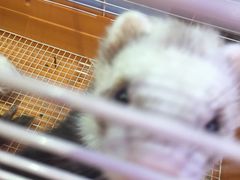 -藦茜花园宠物主题亲子互动体验馆(国顺东路店)