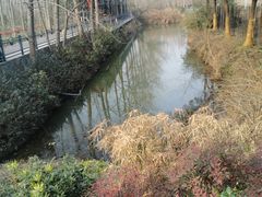 -合肥滨湖国家森林公园