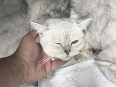 -达爱动物医院·犬猫分区·CT·复杂眼科(远洋山水分院)