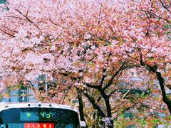 -上海南浦大桥长途旅游客运站
