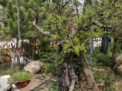 -小仙居·农家宴烤羊· 农庄