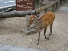 -奈良公园
