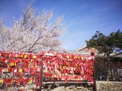 -香山公园