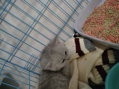 -派特宠物医院(圆融广场店)