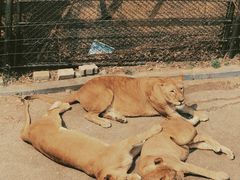 -大连森林动物园