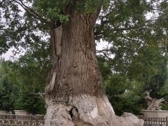 -中国唐苑