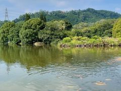 -深圳仙湖植物园