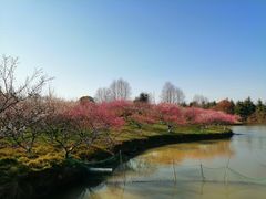 -上海海湾国家森林公园