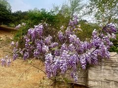 -北京西山国家森林公园