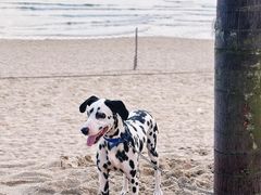 -西涌国际滨海旅游区