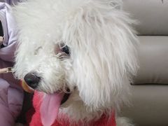 -美联众合动物医院·24h转诊中心