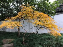 -秋霞圃