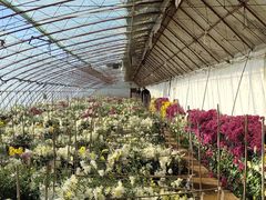 -华强阁菊花宴自助火锅店