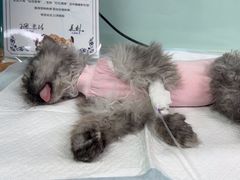 -达爱动物医院·犬猫分区·CT·复杂眼科(远洋山水分院)