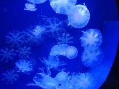 -青岛海底世界-水族馆