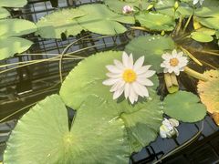 -国家植物园南园