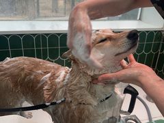 -爪吧宠物乐园 (温榆河示范区店)