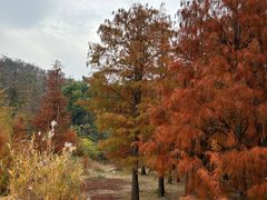 -青龙山国家森林公园