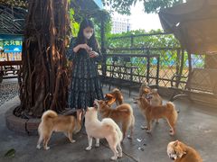 -柴犬高等学院·狗咖·柴犬售卖·宠物训练