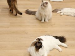 -有喵·猫咖·狗咖·30几只猫10只小狗(岗厦店)