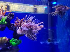 -贝林大翅鲸简餐厅(国家海洋博物馆店)