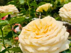 -人民公园(罗湖区)