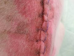 -爱侣宠医·鹦鹉专科·小型哺乳类·异宠专科(灵石路店)