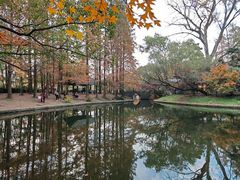 -上海共青森林公园