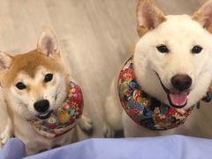 -柴迷FANS CLUB·柴犬狗咖·猫咖