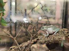 -帕帕拉兹宠物(亚洲旗舰店)