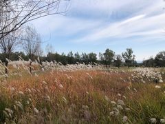 -野鸭湖国家湿地公园