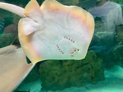 -珠海长隆海洋王国