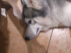 -more than meow吴止猫主题餐厅(承德 中船汇店)