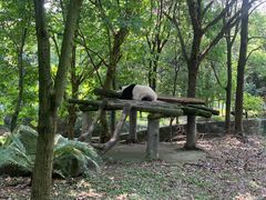 -都江堰中华大熊猫苑