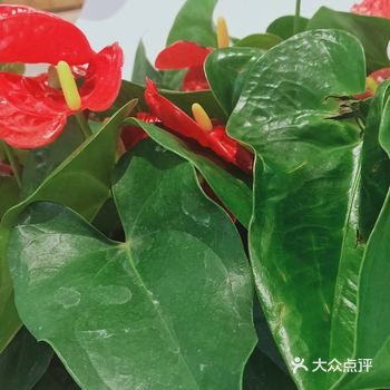 是摆设的最佳之选之一种了